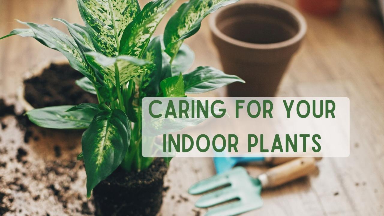 How to Care for Your Rodgers Plant and Keep It Healthy