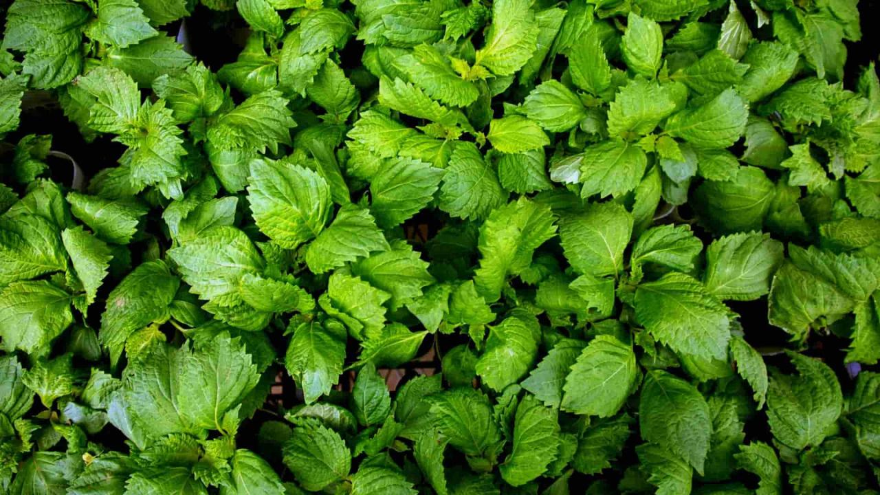 Discover the Magic of Perilla Leaf: How to Enhance Your Meals with This Herb