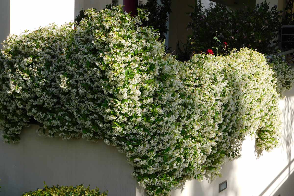 Grow Your Garden: Star Jasmine Propagation Tips