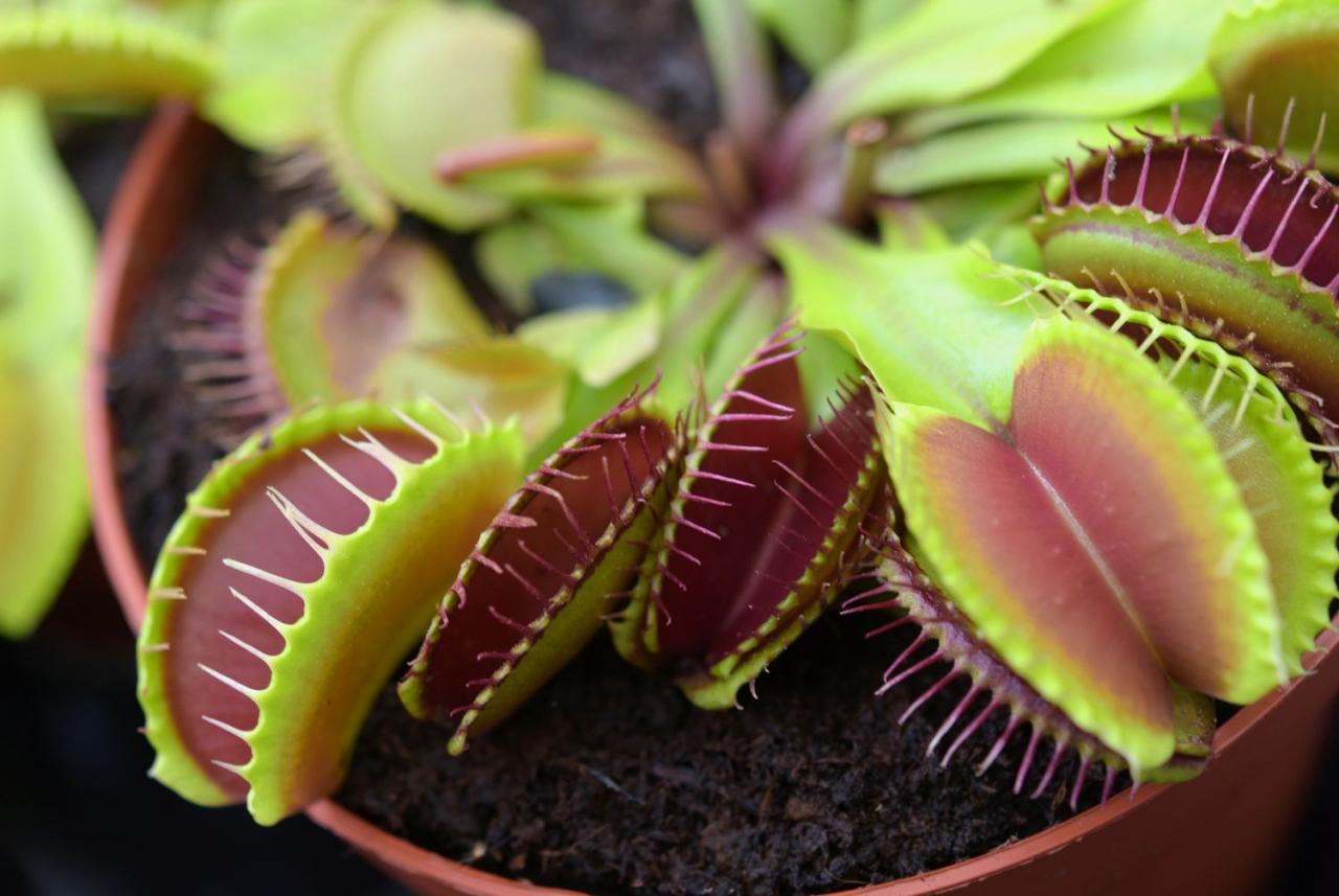 Everything About Venus Fly Trap Propagation You Never Knew