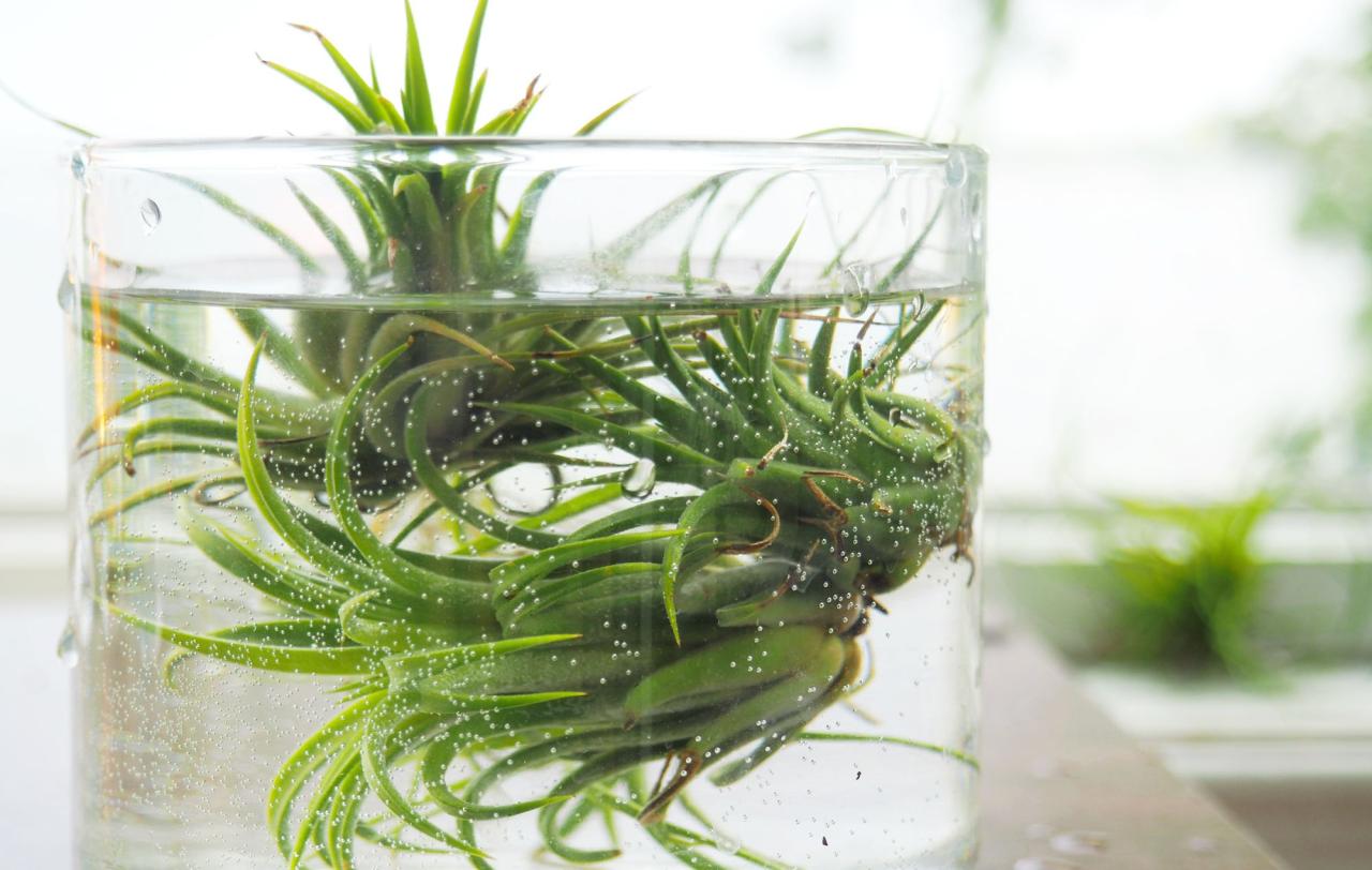 How to Water Air Plants for Maximum Longevity