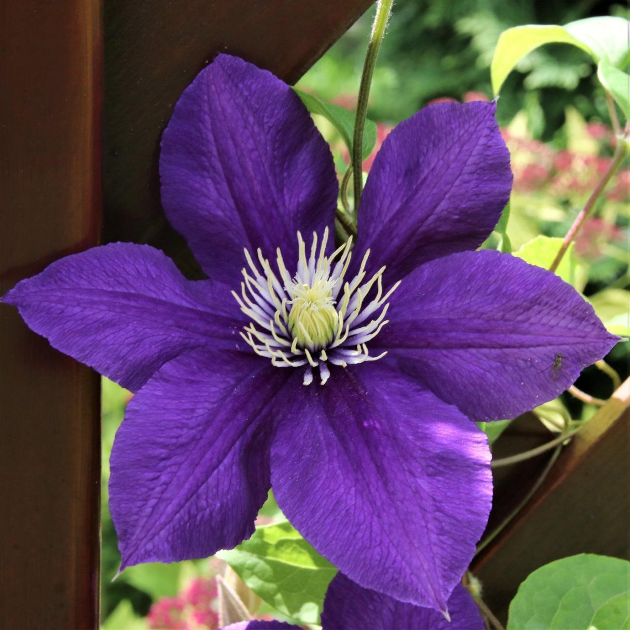 The Ultimate Guide to Growing New Clematis Plants