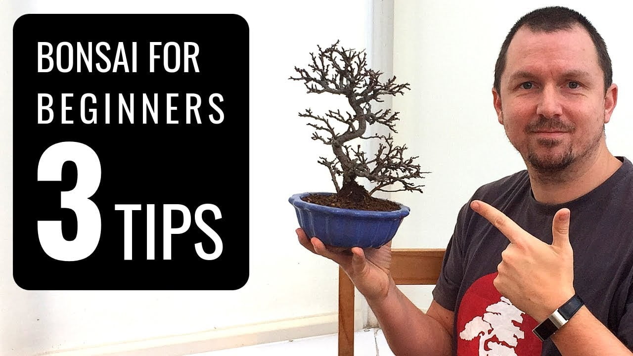 Essential Bonsai Care Tips For Beginners: A Comprehensive Guide