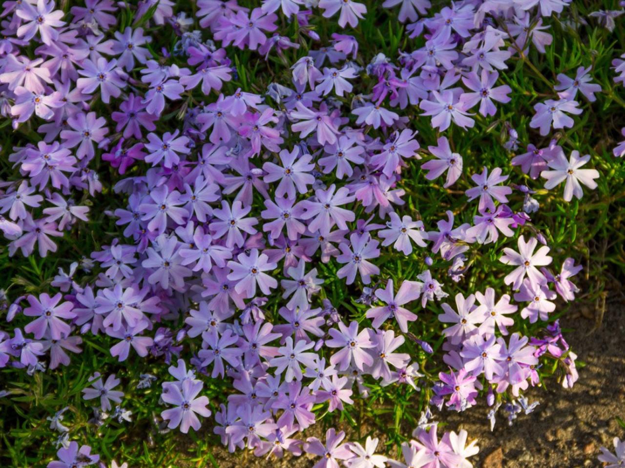 Best Creeping Plants for a Scary Halloween Garden Indoors