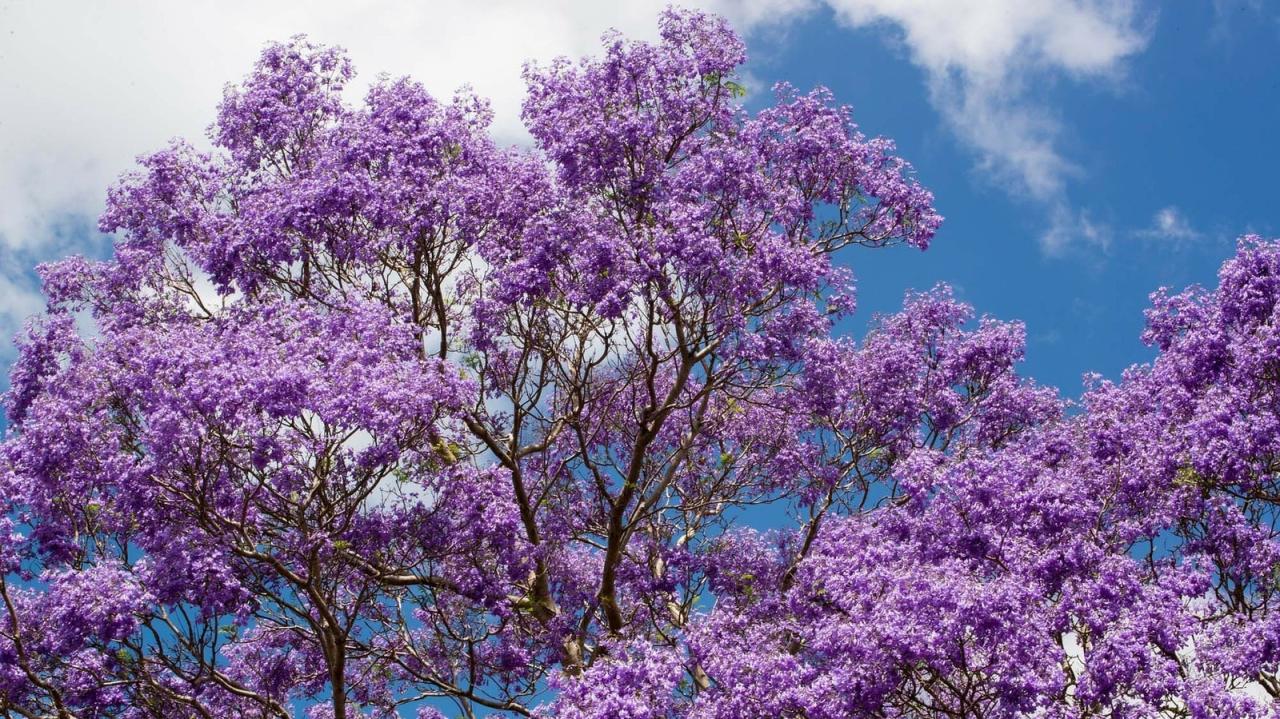 Cultivate Jacaranda Trees for Stunning Blooms: Expert Tips