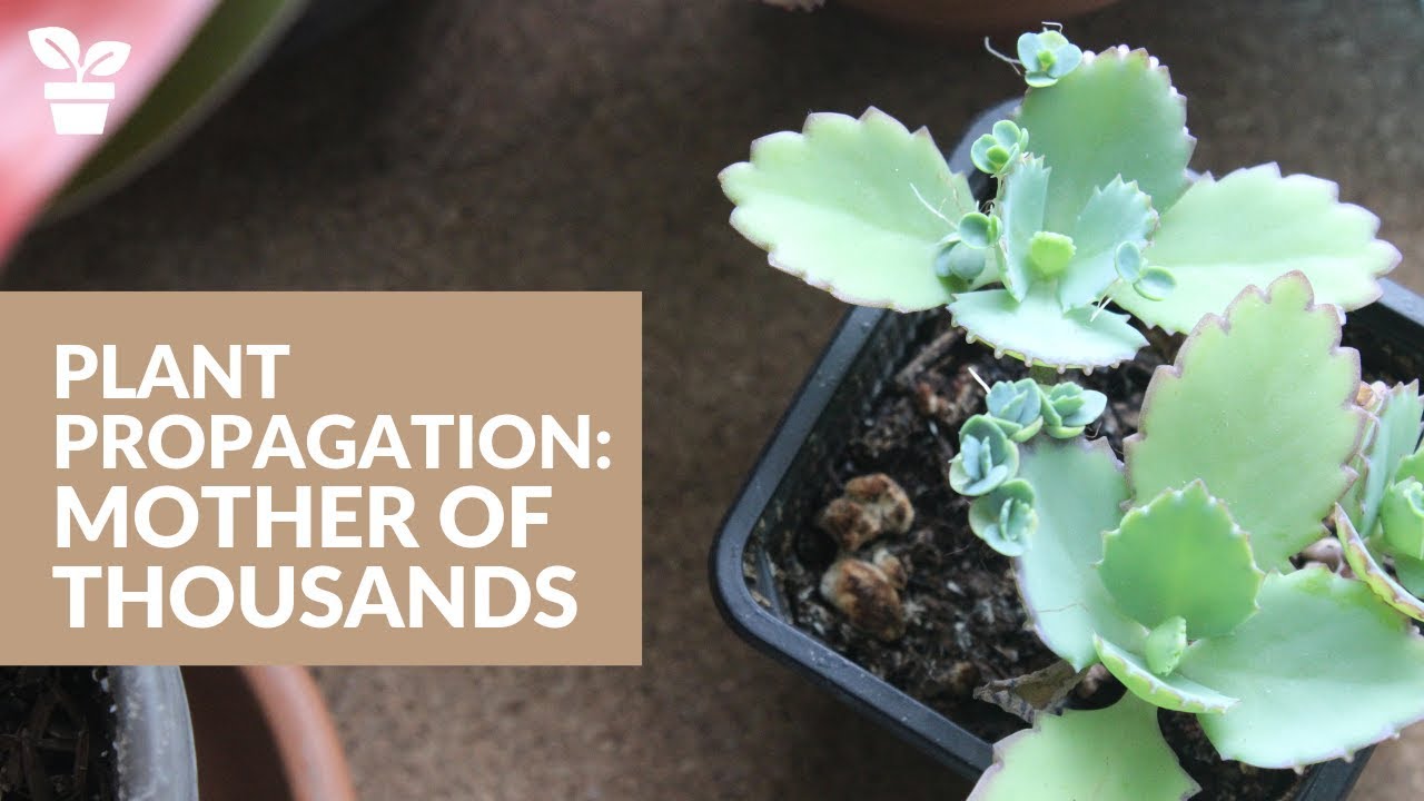 How to Propagate Mother of Thousands for a Flourishing Plant Collection