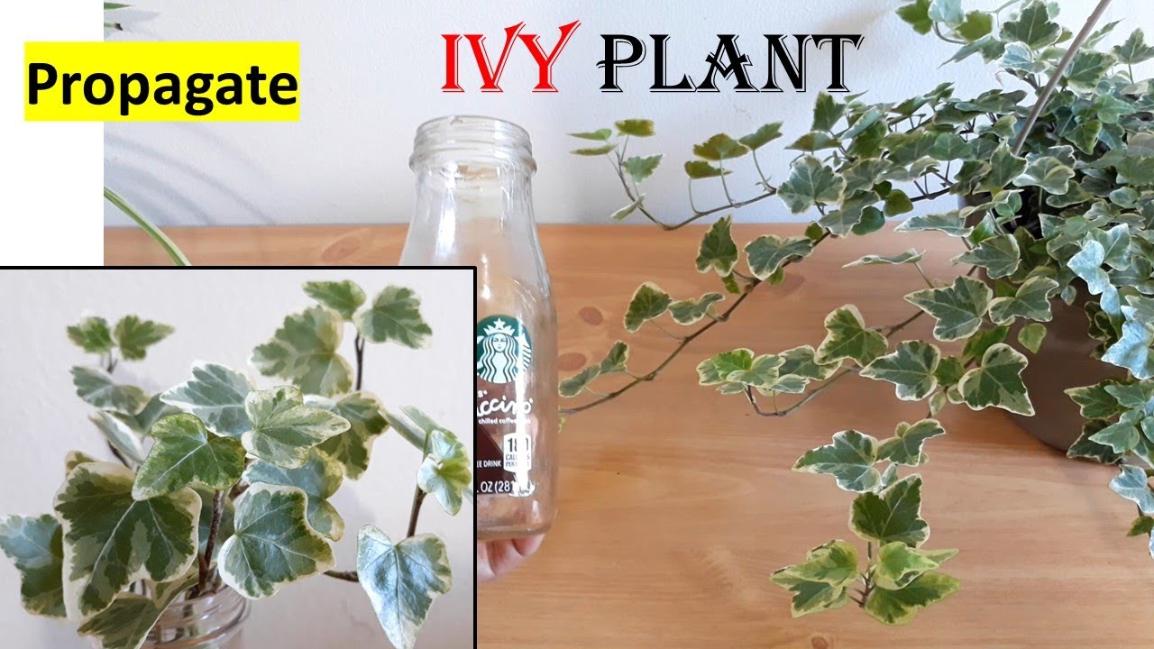 How to Propagate Ivy: No Green Thumb Required!