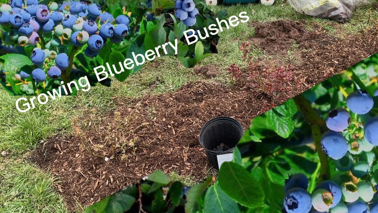 How to Create a Thriving Berry Garden Through Effective Blueberry Bush Propagation