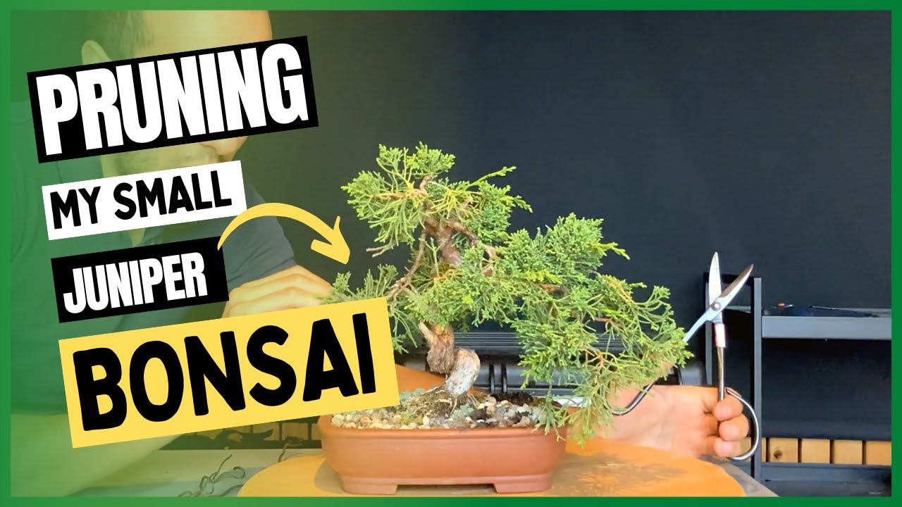 How To Keep Your Juniper Bonsai Thriving: A Comprehensive Guide