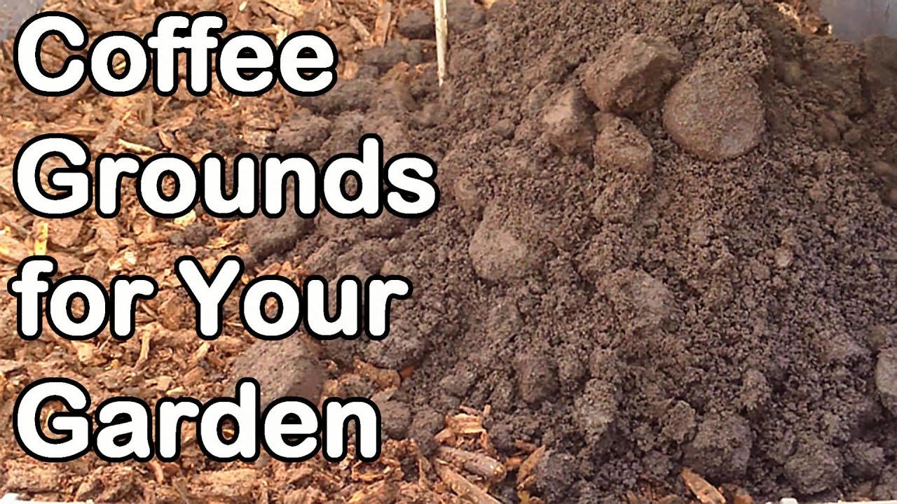 How to Use Coffee Grounds for Healthier Soil