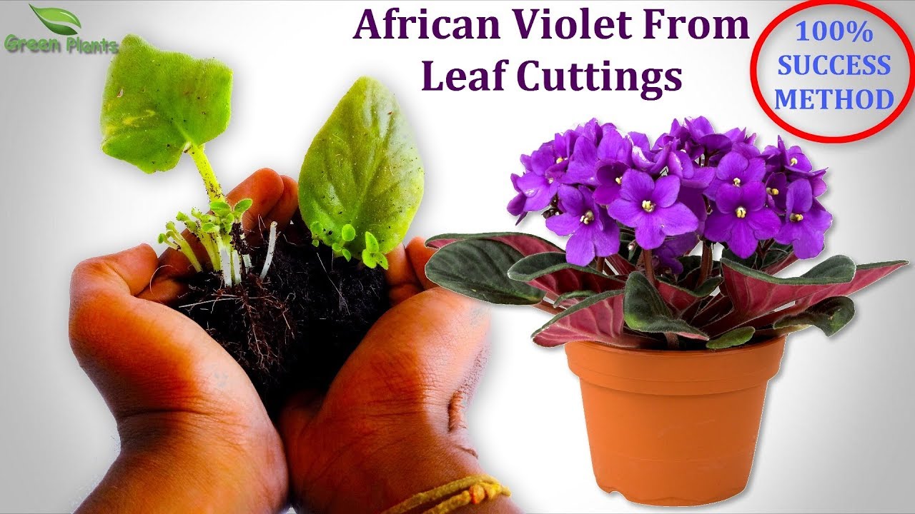 How to Turn a Single Leaf into a Full African Violet Plant