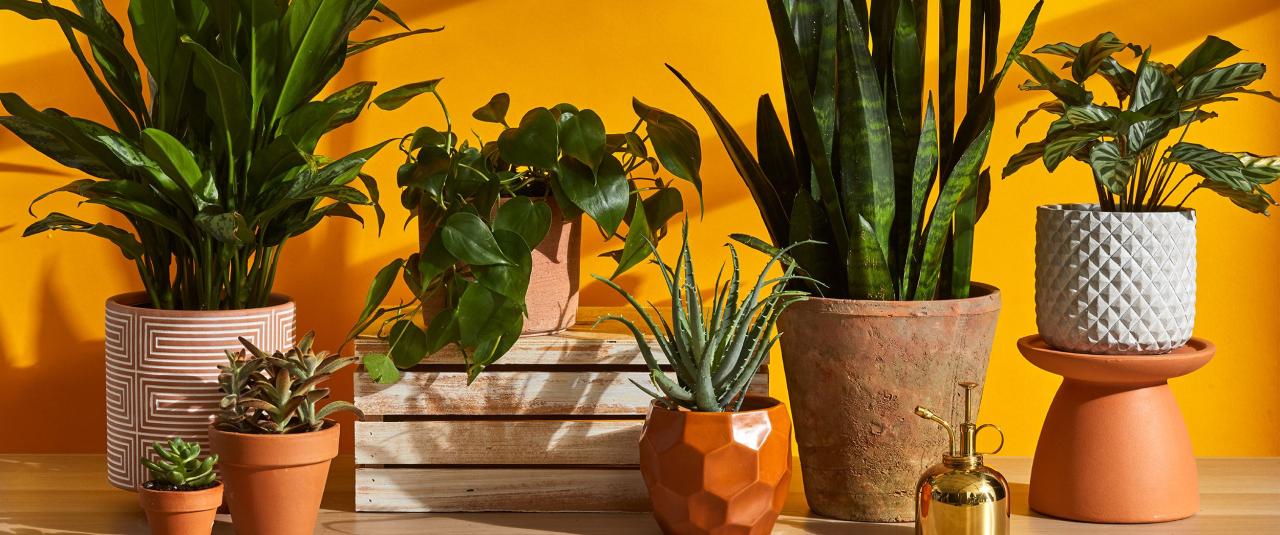 Beginner-Friendly Plants for Indoor Gardening Success